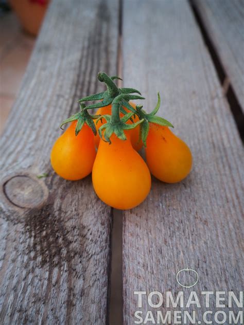 Tomatensamen Tomate Orange Pear 10 Samen Saatgut Kaufen