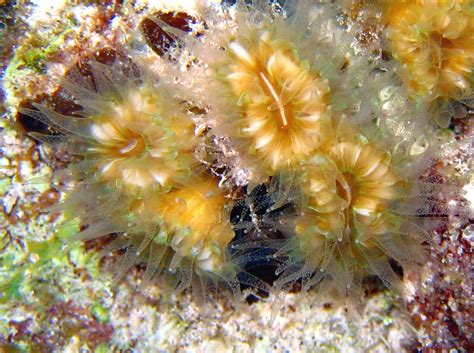 Smooth Flower Coral Eusmilia Fastiginia Grand Cayman Photo 5