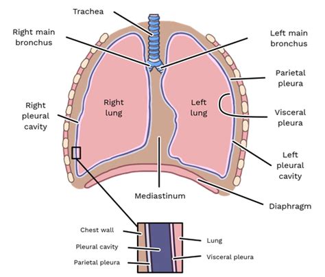 Visceral Pleura