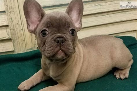 We home base french bulldogs breeders. Miniature French Bulldog Houston | French Bulldog