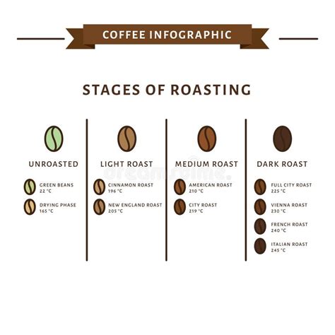 Coffee Infographic Stages Of Roasting Stock Vector Illustration Of