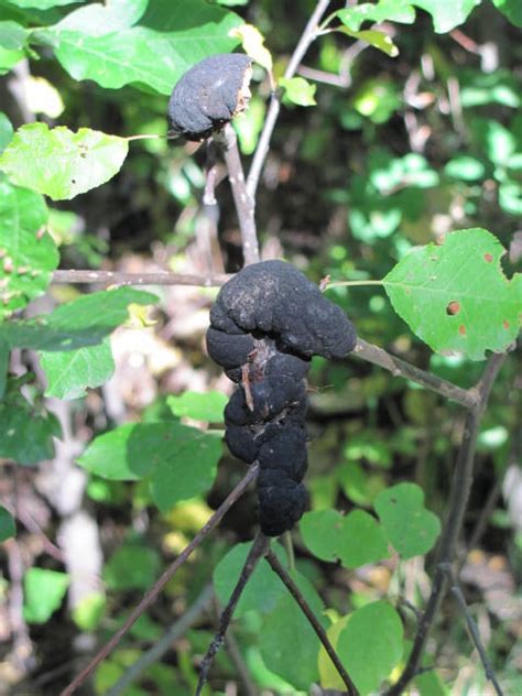 Disease To Watch Out For Black Knot Fungus Flowery Prose