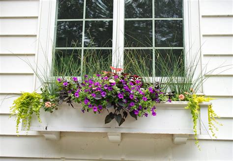 The Evolving Window Box The Impatient Gardener