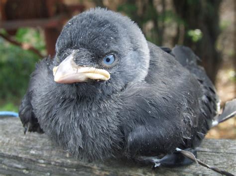 Baby Crow By Creor On Deviantart