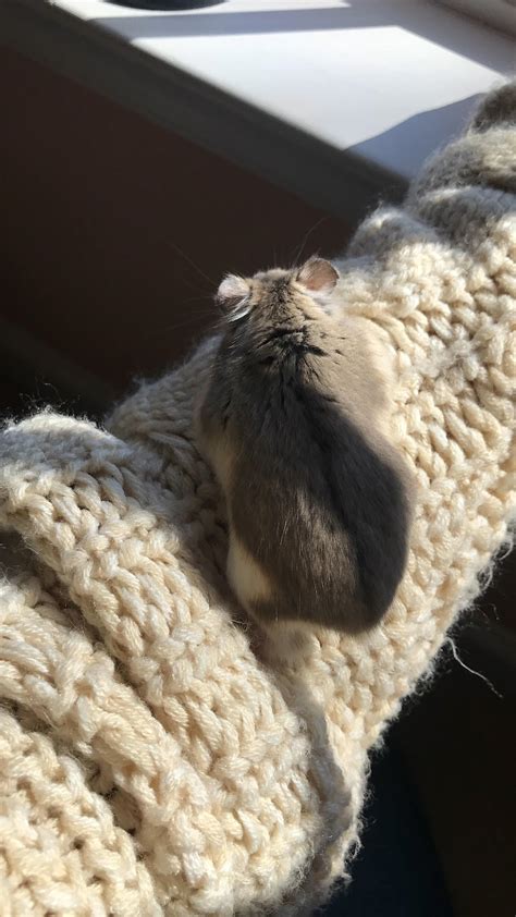 She Loves Climbing On My Sweaters Rhamsters
