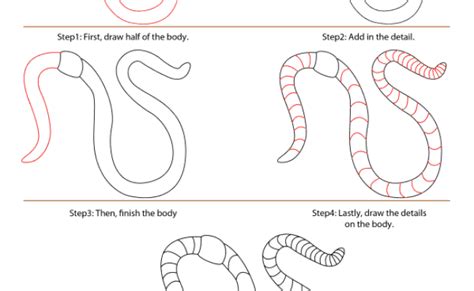How To Draw A Worm Otosection