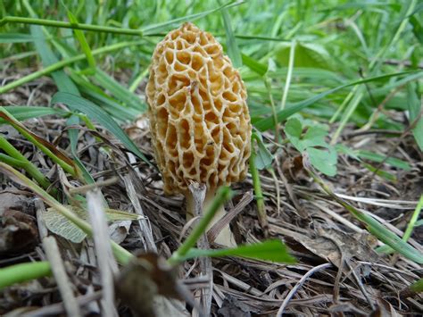 The Morel Mushroom A Unique And Flavorful Fungi Wsmbmp