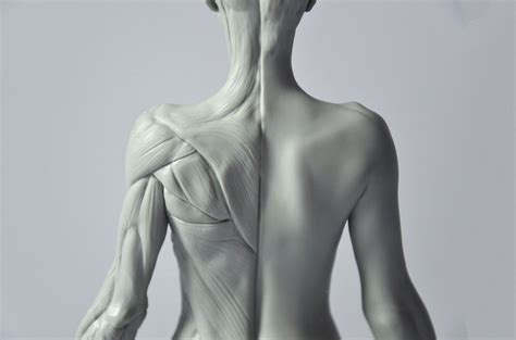 3d Total Female Anatomy Figure Female Anatomy Reference Female Anatomy Anatomy Sculpture
