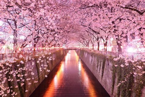 Sakura Desktop Wallpapers Top Free Sakura Desktop Backgrounds
