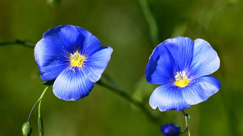 Hermosas Flores Azules Fotos E Imágenes En Fotoblog X