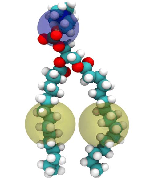 A Schematic Drawing Of Coarse Grained Model Of Lipid Molecule The