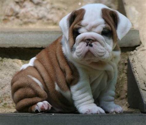 They are, first and foremost, excellent companions, while. Akc registered English Bulldog Puppies for Adoption - Dogs ...