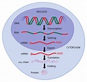 2b1 Protein Synthesis – Nature Journals