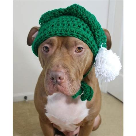 Green Elf Crochet Hat With White Pom Pom Dog Park Publishing Dog Hat