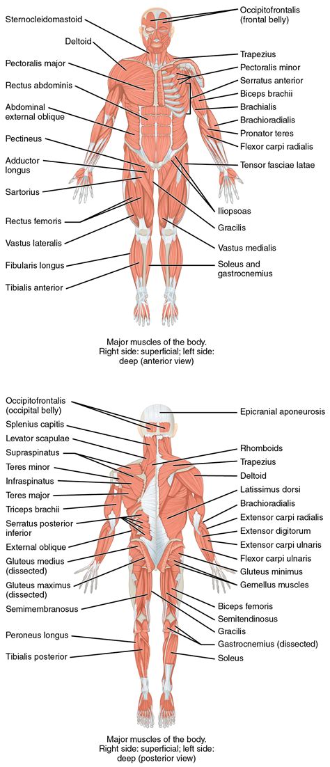 Major Skeletal Muscles Of Human Body And Interactions Bio103 Human