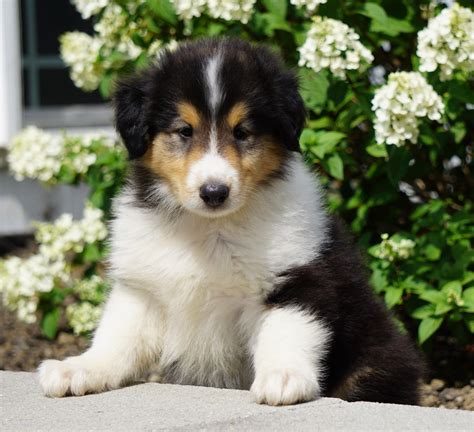 Lassie Collie For Sale Fredericksburg Oh Male Dale Ac Puppies Llc