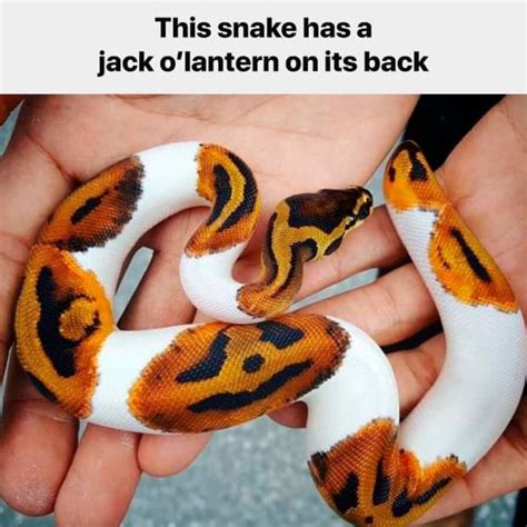 Halloween Snek Pet Snake Ball Python Pet Cute Reptiles