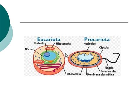 Ciencia De La Vida Comparaci N Entre Celula Procariota O Eucariota