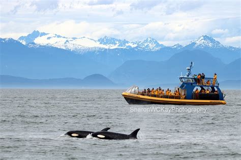 Whale Watching Tour From Vancouver Richmond British Columbia
