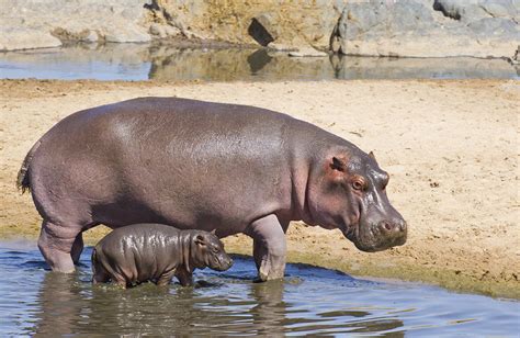 Amazing Hippopotamus Facts That Everyone Should Know Hippo Haven