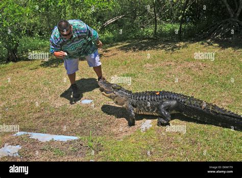 Native Seminole Indian Feeding A Alligator In The Americausaflorida