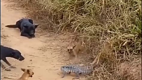 Pertarungan Sengit Anjing Vs Komodo Siapa Yg Menang Youtube