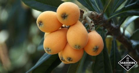 How To Grow Loquat Trees Gardening Channel