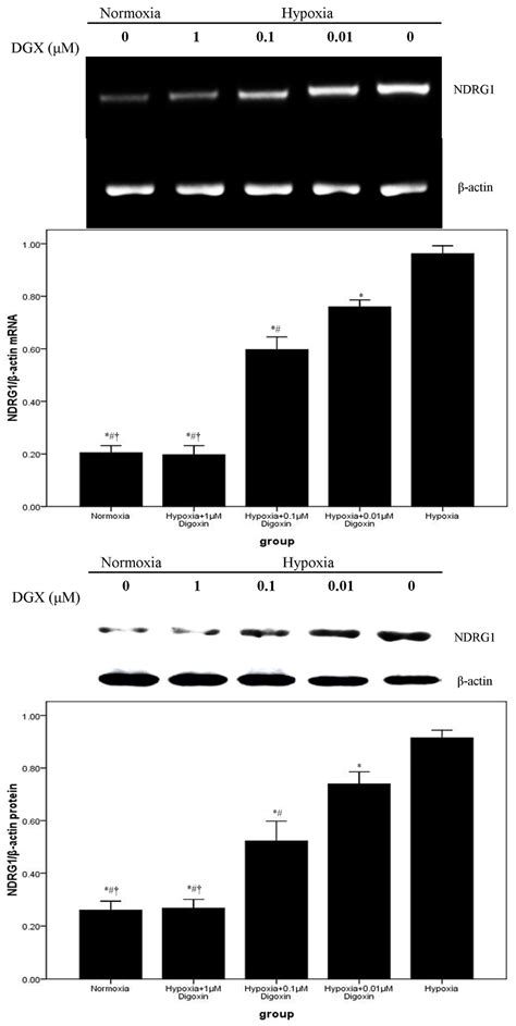 Ijms Free Full Text Digoxin Downregulates Ndrg1 And Vegf Through