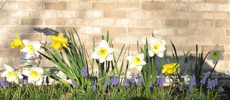 Our Garden Daffodils And Purple Grape Hyacinths Mirabel Hyacinth