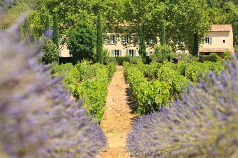 Visit Provence Vineyard And Taste Delicious Wines Château La Calisse