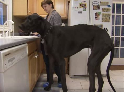 Le plus grand chien du monde vidéo