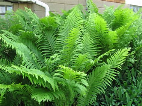 3 6 Foot Tall~ostrich Fern~mammoth Shade Plant Large Perennial Bareroot