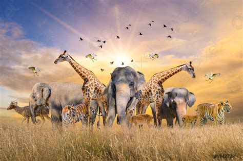 Large Group Of African Safari Animals Wildlife Conservation Concept