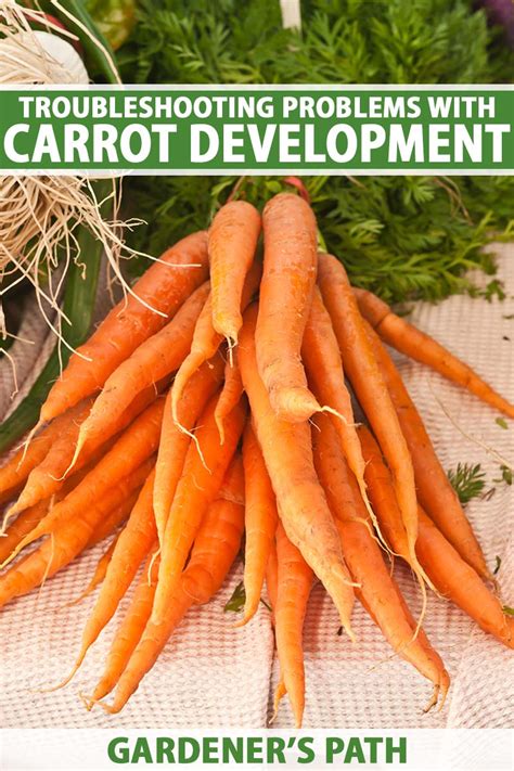 Troubleshooting And Preventing Carrot Growing Problems