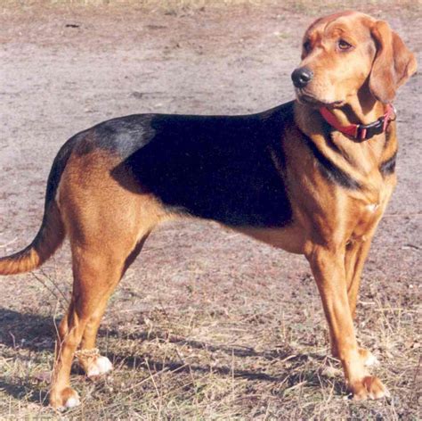 polish hound breed guide learn   polish hound