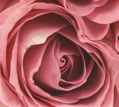 Vintage Pink Rose Close Up Photo Bilge Paksoylu Digital Art