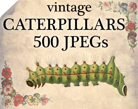 600 Vintage Caterpillars Jpegs Images Pack From Etsy