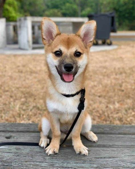 awesome shiba inu mixes   sporting dog breed lovers