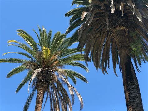 Los Angeles Palm Trees Los Angeles Palm Trees Palm Trees Palm