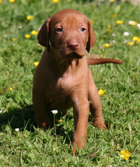 We can have a look at the parent breeds, however, and get some clues. Hungarian Vizsla Bitch Puppies | Southampton, Hampshire ...