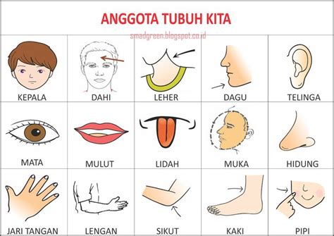 Pin By Evaristamadussmbc On Lembar Kerja Gambar Bagian Tubuh Kartu