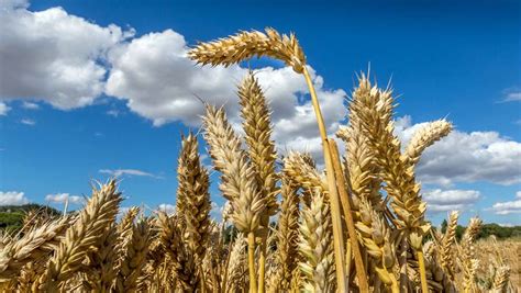 New Zealand Grower Sets New Official Wheat Yield Record Farmers Weekly