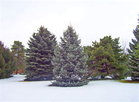 Evergreen Trees In Snow Free Stock Photo Public Domain