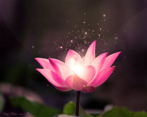 Free Download Free Lotus Flower Wallpaper Lotus Dream