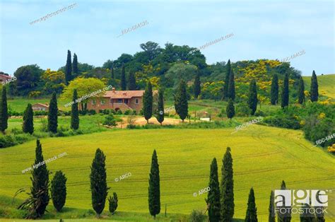 Val Dorcia Orcia Valley Farm With Cypress Trees Fields And