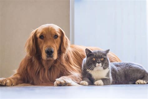 Como Cães E Gatos Se Tornaram Nossos Amigos • It Pet Blog