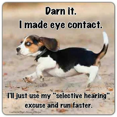 Funny Beagle Quotes Shortquotescc