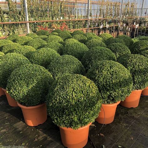 Buy Large Topiary Buxus Ball Plants Delivery By Charellagardens