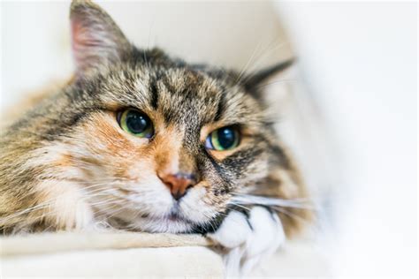 What Is Your Cats Third Eyelid And What Should You Do If Your Cats