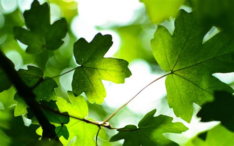 Green Leaves 4k Wallpapers Hd Wallpapers Id 19188